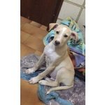 Chicco, Cucciolo 3 Mesi, Taglia Media, Ultimo Rimasto Della Cucciolata, Cerca Casa - Foto n. 2