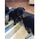 Cuccioli di Pinscher Nano