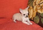 Cucciolo di Chihuahua toy con Pedigree Enci