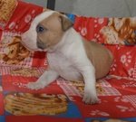 Amstaf - American Staffordshire Terrier