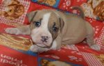 Amstaf - American Staffordshire Terrier - Foto n. 2