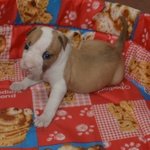 Amstaf - American Staffordshire Terrier - Foto n. 3