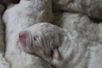 Cuccioli di Pastore Maremmano Abruzzese - Foto n. 1