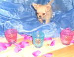 Cuccioli Chihuahua Maschi e Femmine - Foto n. 2
