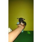 Cuccioli Chihuahua Maschi e Femmine - Foto n. 4