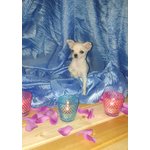 Cuccioli Chihuahua Maschi e Femmine - Foto n. 5