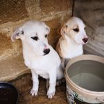 Cuccioli Meticci, 3 Mesi, Futura Taglia Media, dopo un Lungo Viaggio, la Speranza di Trovare Casa - Foto n. 3