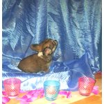 Cuccioli Chihuahua Maschi e Femmine - Foto n. 8