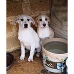 Cuccioli Meticci, 3 Mesi, Futura Taglia Media, dopo un Lungo Viaggio, la Speranza di Trovare Casa - Foto n. 4