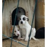 Cuccioli Meticci, 3 Mesi, Futura Taglia Media, dopo un Lungo Viaggio, la Speranza di Trovare Casa - Foto n. 5
