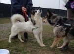 Fred e Ginger, Incroci Past. Australiani, Arrivati in Canile in Coppia, Circa 2 Anni, la Gabbia Gli - Foto n. 4