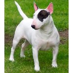 Bull Terrier Adozione