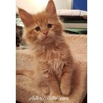 Cuccioli Maine Coon