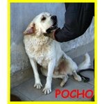 Pocho Urgente Aiuto Cagnolone Sfortunato da Salvare