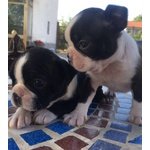 I Migliori Cuccioli Italiani ( Boston Terrier 2 Mesi)