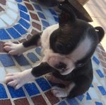 I Migliori Cuccioli Italiani ( Boston Terrier 2 Mesi) - Foto n. 2