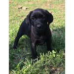 I Migliori Cuccioli Italiani ( Labrador di 2 Mesi)