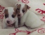 I Migliori Cuccioli Italiani ( jack Russell di 2 Mesi)