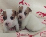 I Migliori Cuccioli Italiani ( jack Russell di 2 Mesi) - Foto n. 2