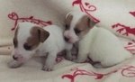 I Migliori Cuccioli Italiani ( jack Russell di 2 Mesi) - Foto n. 3