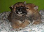 I Migliori Cuccioli Italiani ( Shiba inu di 2 Mesi)