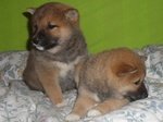 I Migliori Cuccioli Italiani ( Shiba inu di 2 Mesi) - Foto n. 2