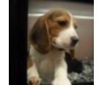 I Migliori Cuccioli Italiani ( Beagle di 2 Mesi)