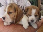 I Migliori Cuccioli Italiani ( Beagle di 2 Mesi) - Foto n. 2