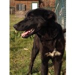 Ecco Bacco ! dal Canile, 2 Anni,10 kg, in Adozione ! - Foto n. 1