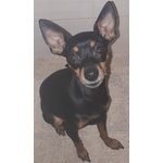 🐶 Pinscher femmina di 11 anni in accoppiamento a Bolzano (BZ) e in tutta Italia da privato