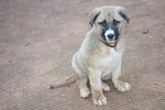 Cucciolo cane Simil Mallinois - Foto n. 2