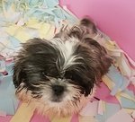 Shih tzu Cuccioli di 2 Mesi - Foto n. 1