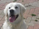 Cuccioli Golden Retriever - Foto n. 5