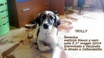 🐶 Border Collie femmina di 9 anni e 10 mesi in adozione a Verona (VR) e in tutta Italia da privato