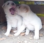 Cuccioli Meticci in Regalo