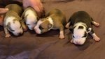 Cuccioli di American Staffordshire Terrier