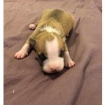 Cuccioli di American Staffordshire Terrier - Foto n. 3