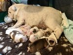 Splendida Cucciolata di Bulldog Inglesi Altissima Genealogia