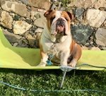 Splendida Cucciolata di Bulldog Inglesi Altissima Genealogia - Foto n. 3