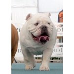 Splendida Cucciolata di Bulldog Inglesi Altissima Genealogia - Foto n. 5