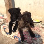 Brando, Ruggero, Mimosa e Castagna, Cuccioli Siciliani di ¾ Mesi, Salvati Dalle Volontarie da un Tri - Foto n. 5