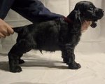 Cocker Spaniel Inglese Cuccioli - Foto n. 1