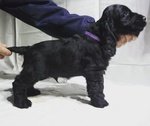 Cocker Spaniel Inglese Cuccioli - Foto n. 2