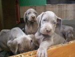 Cuccioli Weimaraner