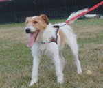 Fox, Incrocio fox Terrier di Circa due Anni, la Reclusione lo Dispera, Cerca una Famiglia per Sempre - Foto n. 3