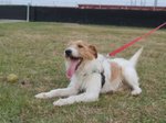 Fox, Incrocio fox Terrier di Circa due Anni, la Reclusione lo Dispera, Cerca una Famiglia per Sempre - Foto n. 4