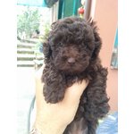 Disponibile Cucciolata di Barboni Toy/nano Marrone