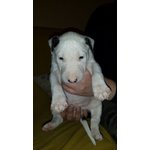 Cuccioli English bull Terrier Standard - Foto n. 2