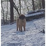 Cuccioli Leonberger - Foto n. 1