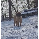 Cuccioli Leonberger